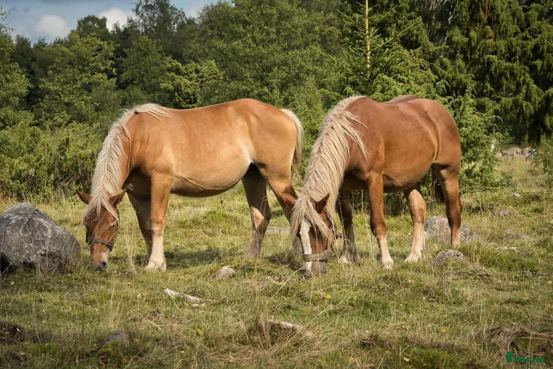 Allround hästar till salu: Ardenner ungston - Annons 2