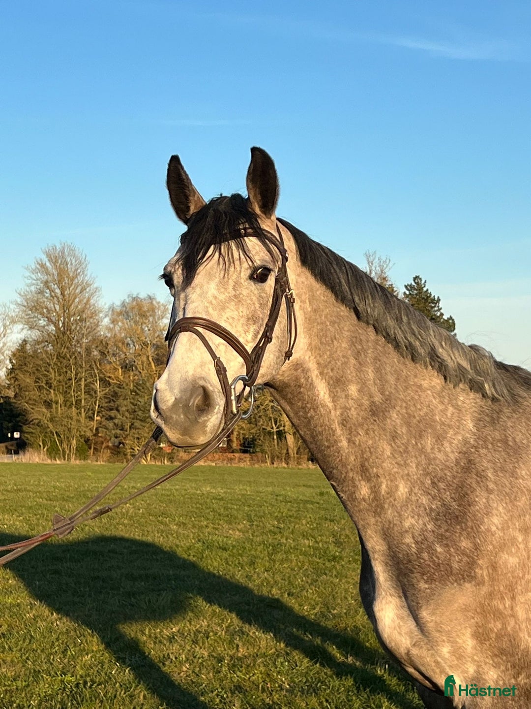 Hoppning hästar till salu: Youngster forsale  - Annons 3