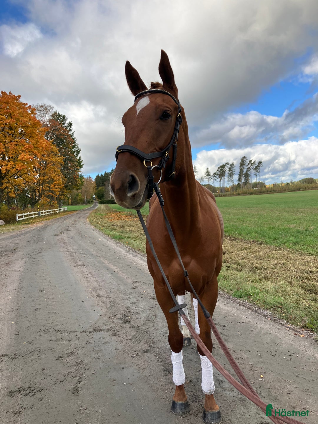 Allround hästar till salu: Underbar snäll och trevlig kille  i Skara - Annons 2