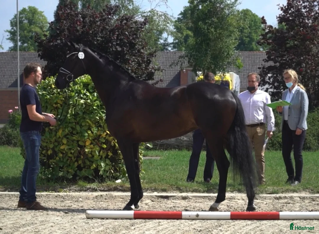 Dressyr hästar till salu: Trevligt sto - Annons 1