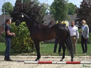 hästar Trevligt sto - Annons 9