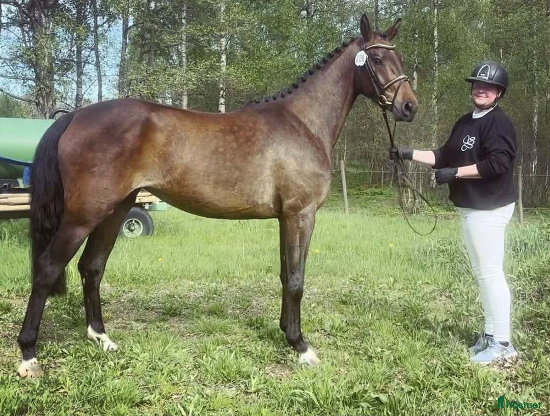 Hoppning hästar till salu: Ädel Sporthäst i Mönsterås - Annons 1