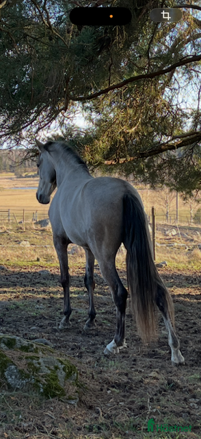  hästar Charmig PRE-valack med stor utvecklingspotential - Annons 11