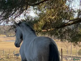 hästar Charmig PRE-valack med stor utvecklingspotential - Annons 11