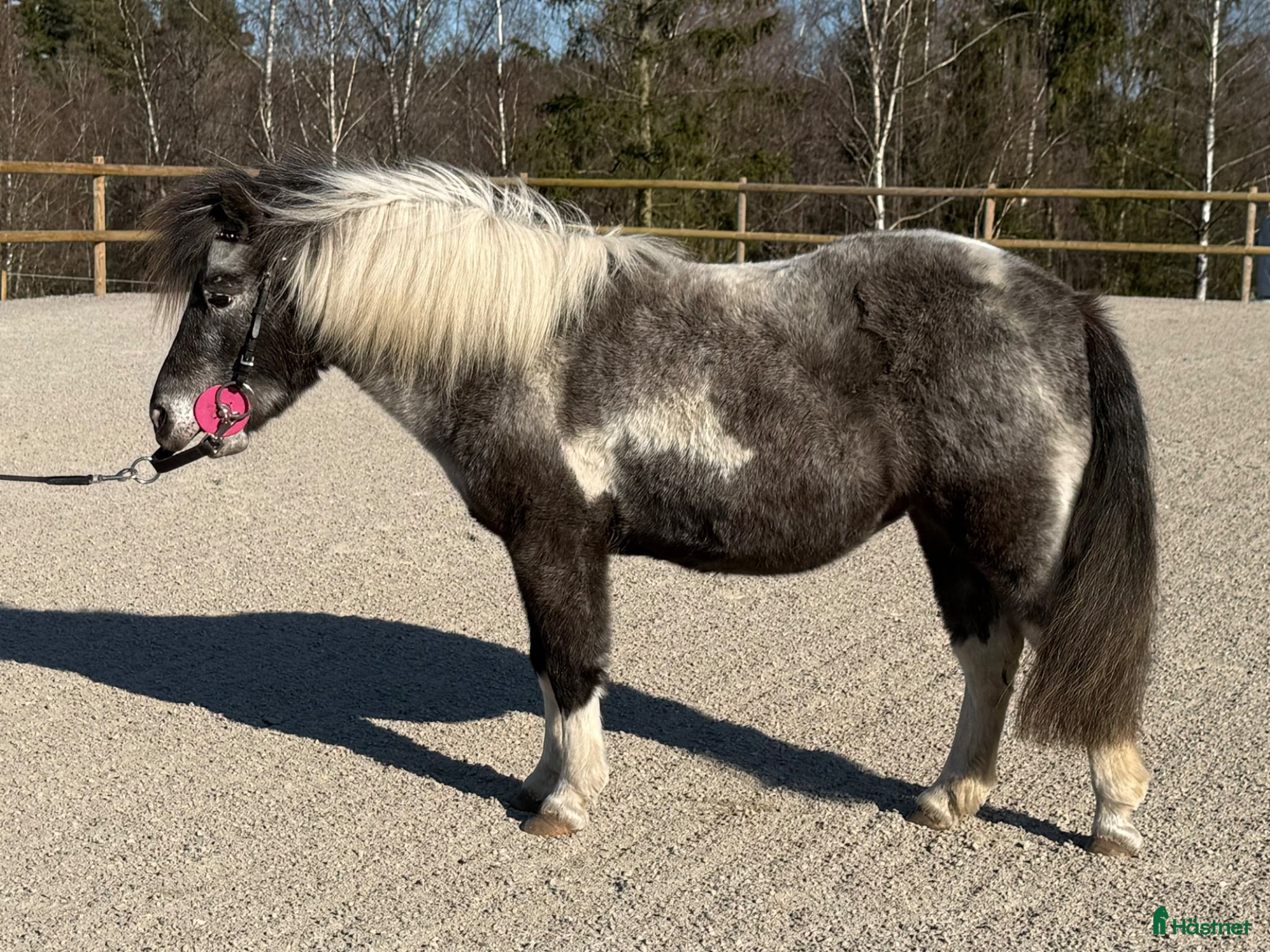  hästar Härligt sto söker nytt hem!  - Annons 18