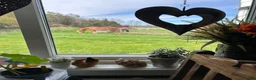 Övrigt hästar sökes: Söker två årigt Shettis sto eller annan ponny ras  i Svanesund - Annons 1