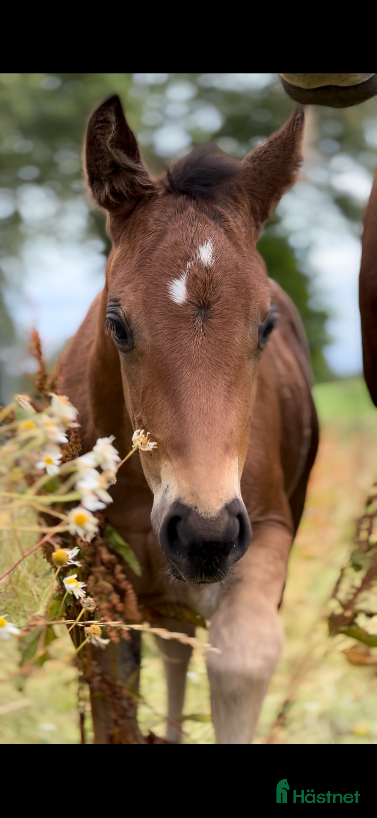  hästar Quartersto i Tidaholm - Annons 2