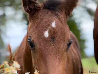 hästar Quartersto i Tidaholm - Annons 1
