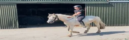 Allround hästar till salu: Ride & Drive gelding  - Annons 14
