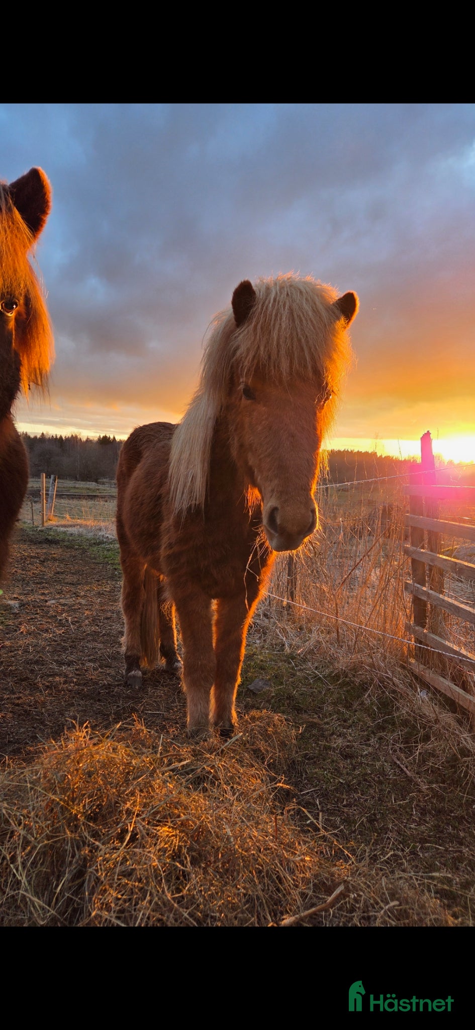  hästar Unghingst  - Annons 1