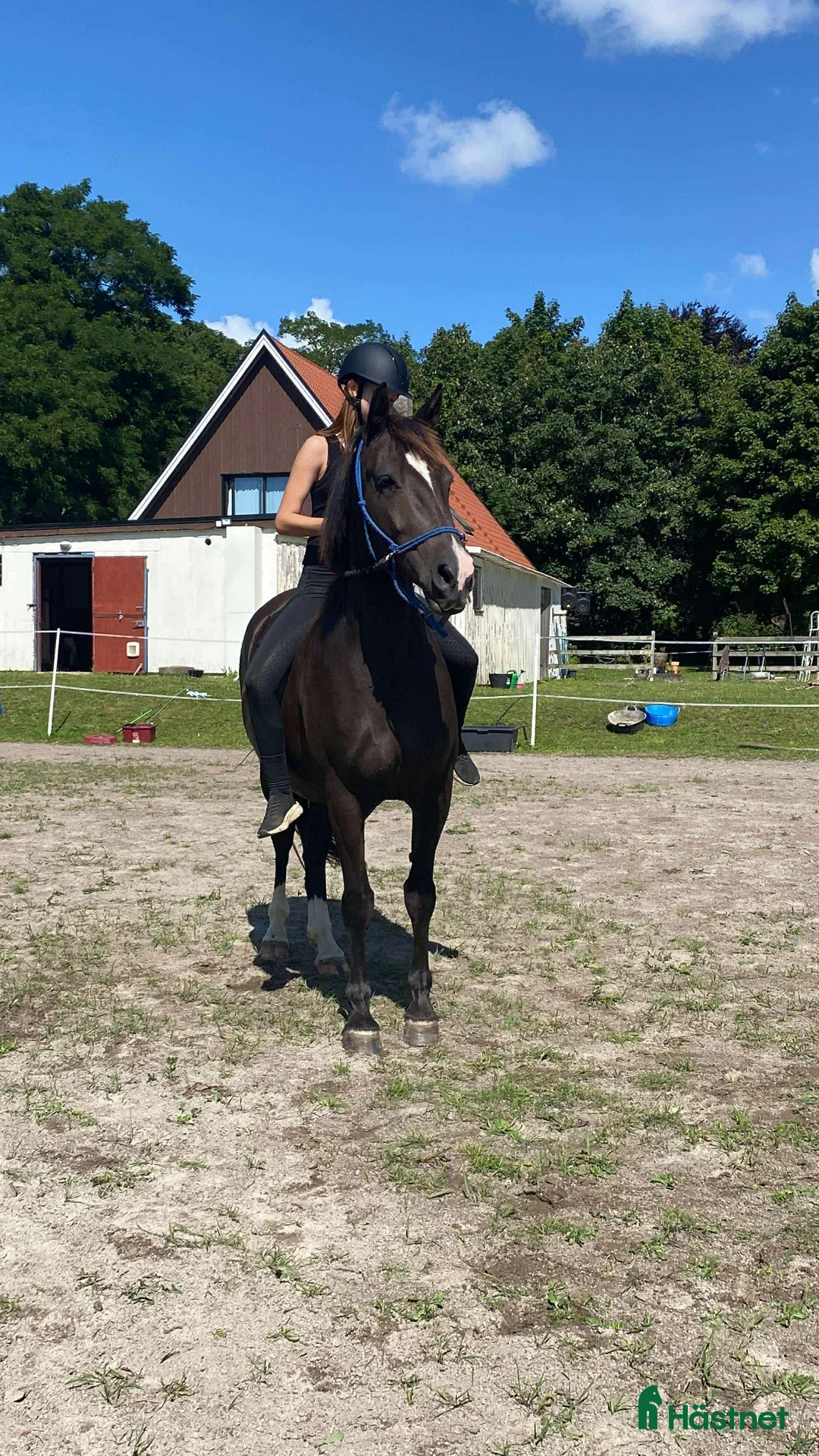 Övrigt hästar till salu: Vackert frederiksborgersto. - Annons 1
