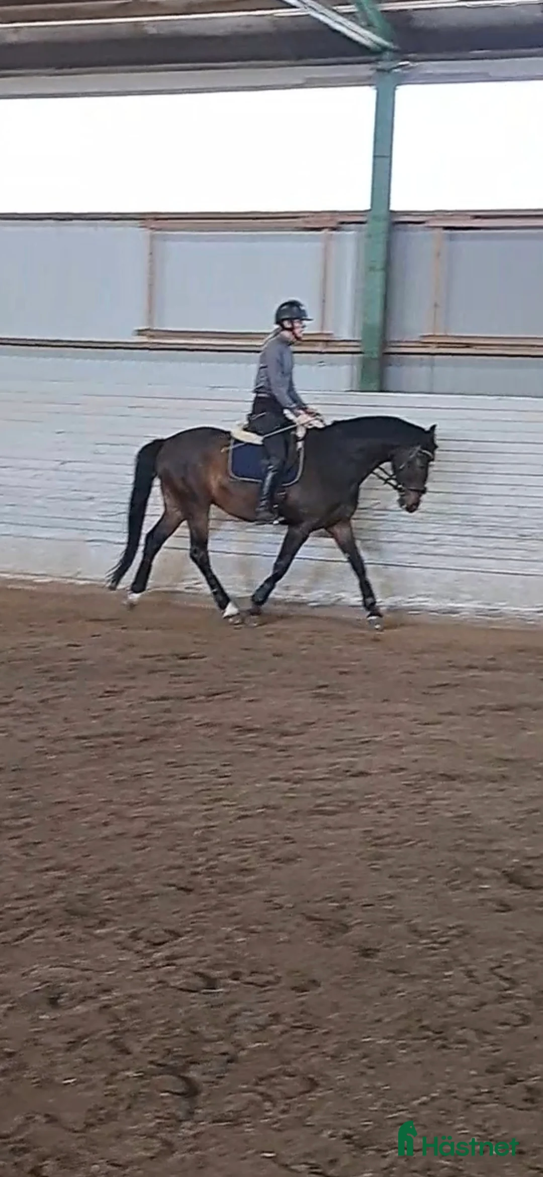  foderhäst sökes: Foderhäst sökes  i Skene - Annons 1