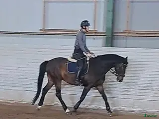 foderhäst Foderhäst sökes - Annons 5