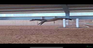  hästar Superfint sto med kapacitet i Nybro - Annons 8