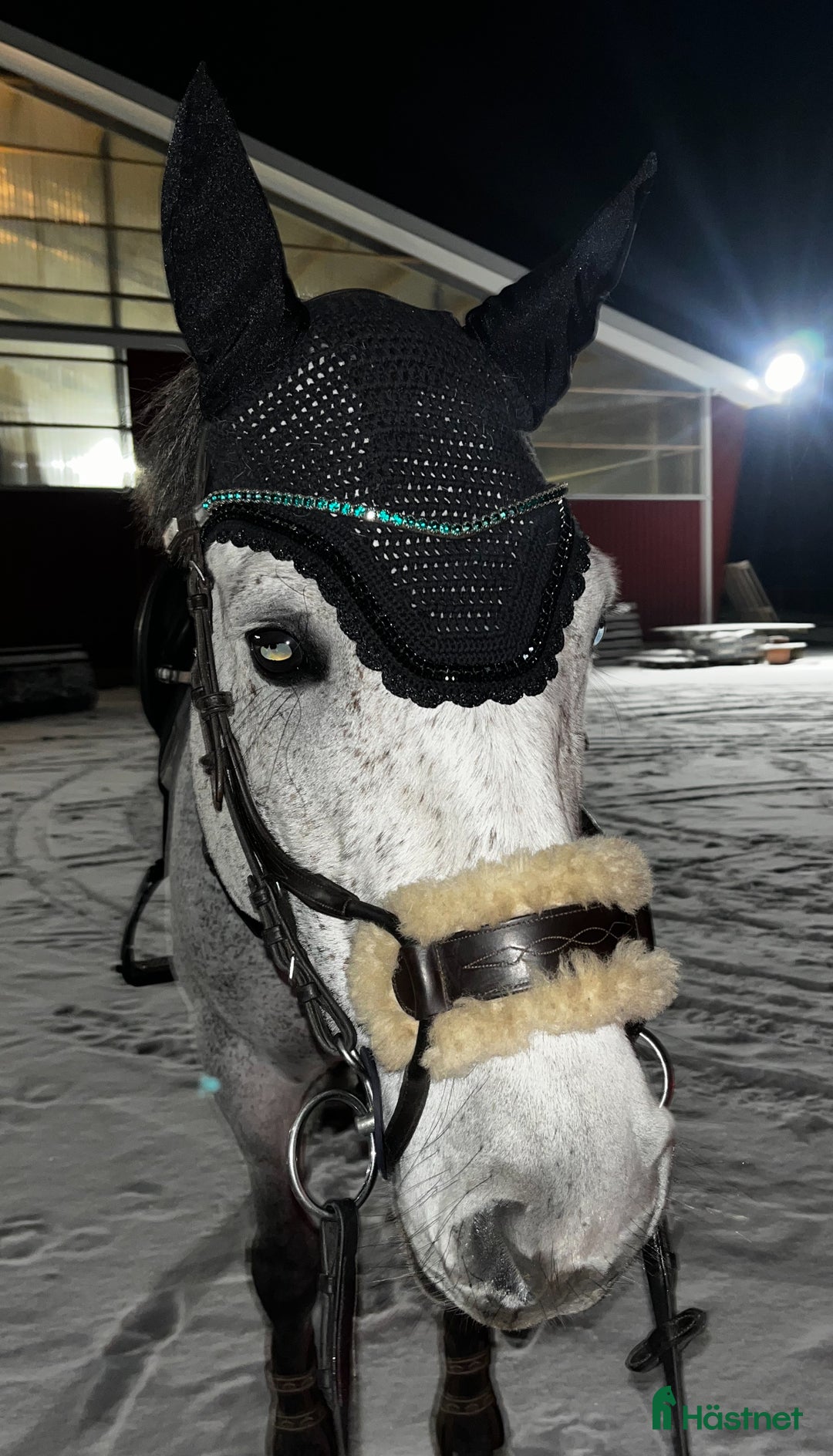 Träns hästutrustning till salu: Ps of Sweden high jump träns  i Åkarp - Annons 3