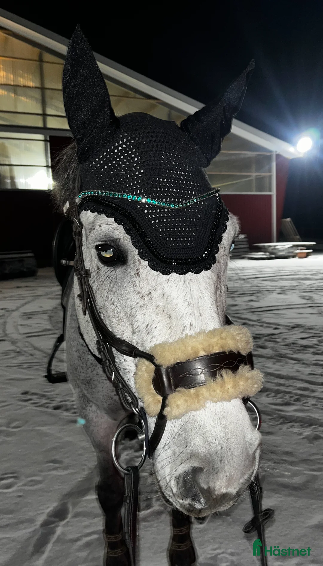 Träns hästutrustning till salu: Ps of Sweden high jump träns  - Annons 3