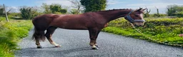 Allround hästar till salu: Selection of Connemara ponies  - Annons 19