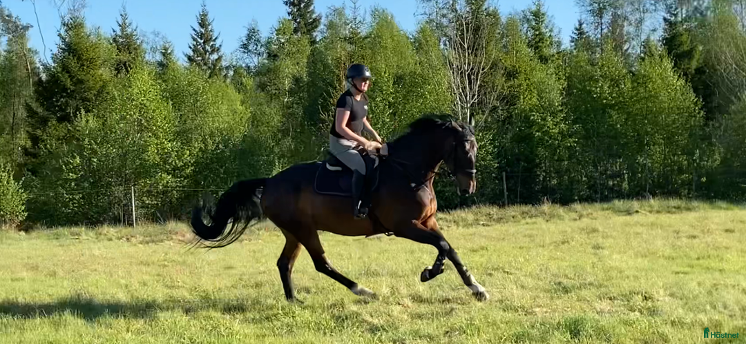 Allround hästar till salu: Trevlig SWB-valack i Perstorp - Annons 1