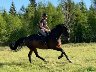 hästar Trevlig SWB-valack i Perstorp - Annons 8