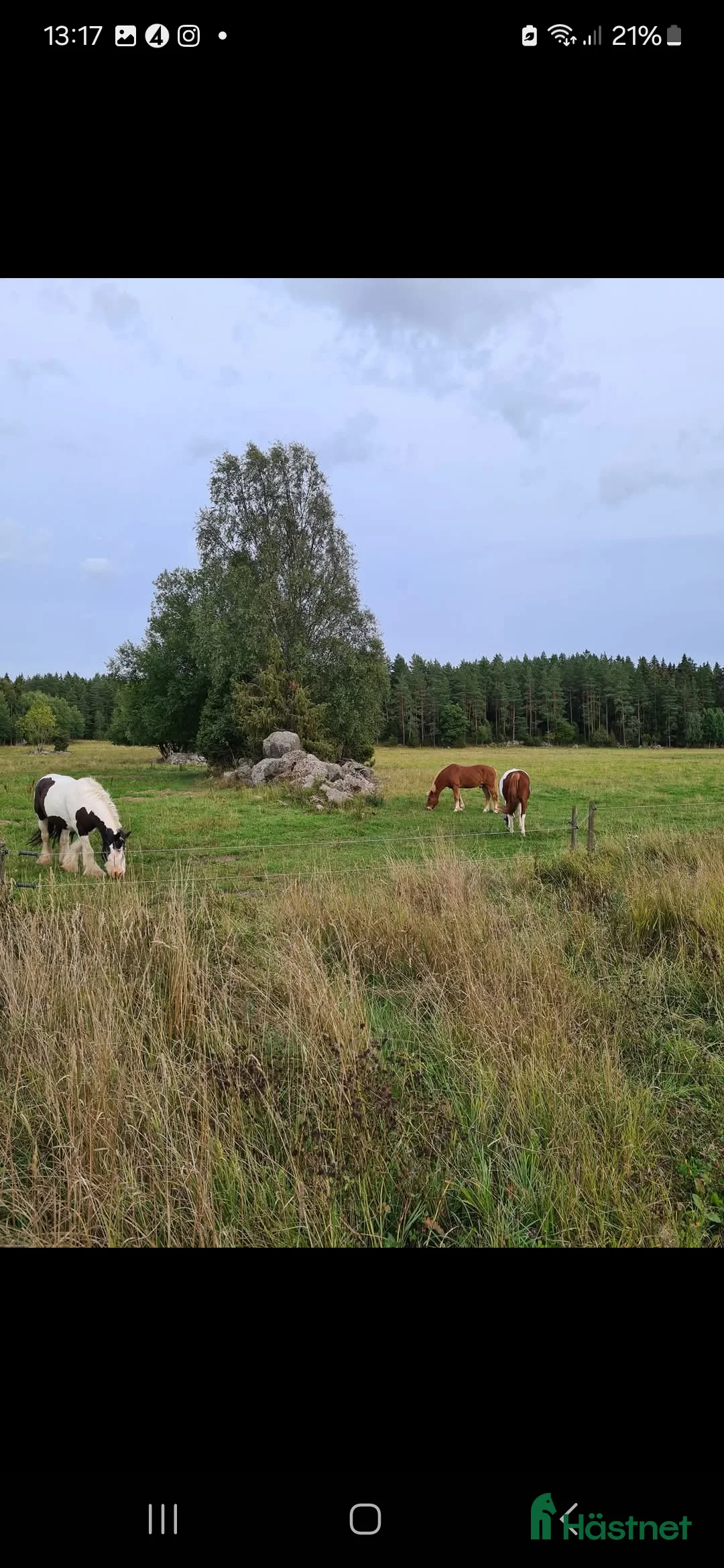  stallplats finnes: Fullservice stall i Märsta - Annons 10