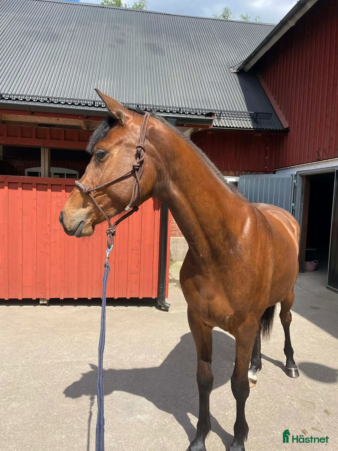 Hoppning hästar till salu: Sto redo för fyraårssäsongen - Annons 4