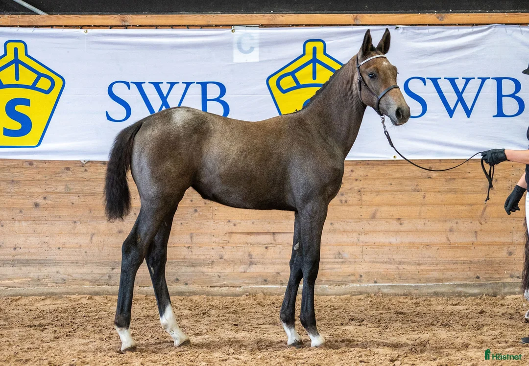 Avelshästar hästar till salu: SWB Avelssto - Annons 2