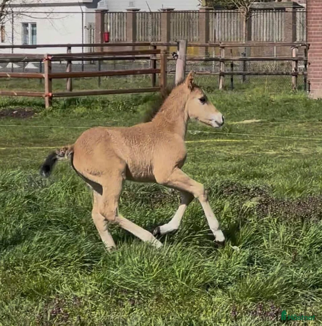 Allround hästar till salu: Kigermustang hingstföl -26 - Annons 2