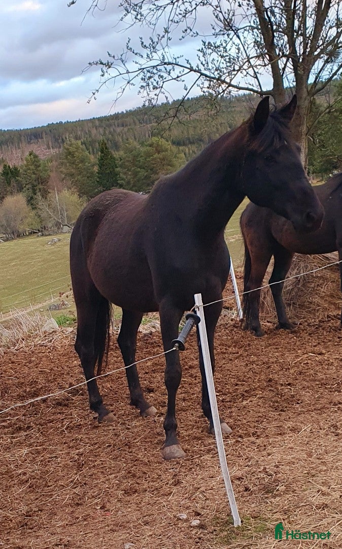  hästar 4årigt sto i Stöde - Annons 10