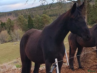 hästar 4årigt sto i Stöde - Annons 22