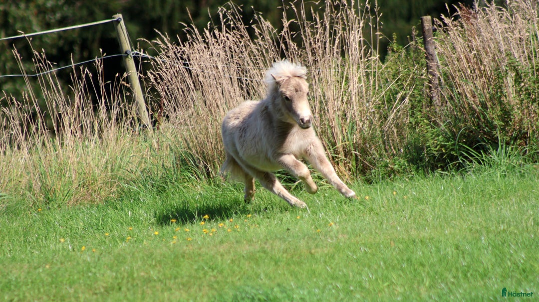 Avelshästar hästar till salu: shetlandspony Føl i Møldrup - Annons 7