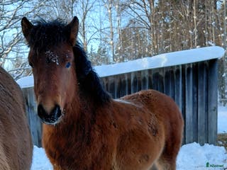 hästar Superstammad 1-åring i Runhällen - Annons 16