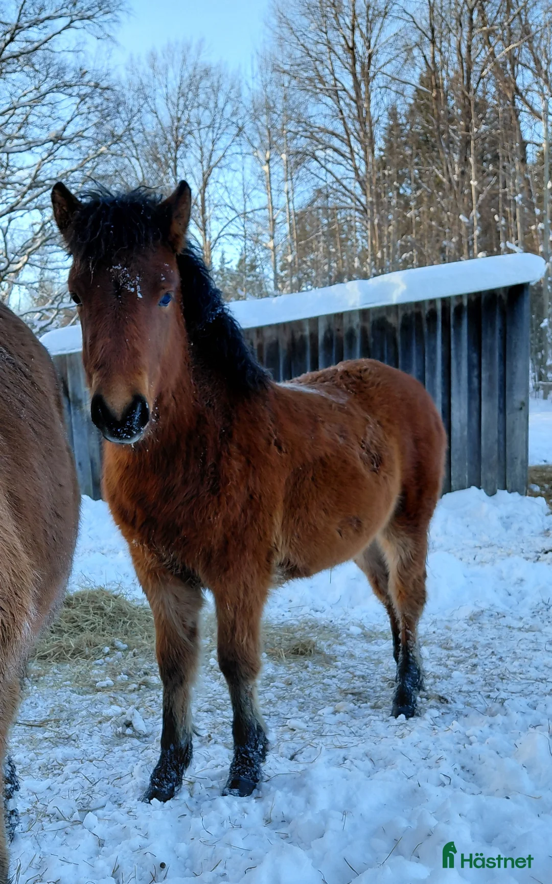 Trav hästar till salu: Superstammad 1-åring - Annons 2