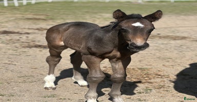  hästar i Uppsala - Annons 2