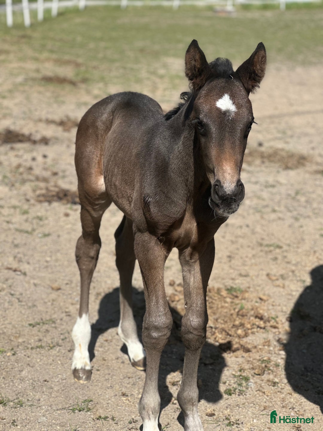 Dressyr hästar till salu: Hingstföl e Skyline to B i Uppsala - Annons 3