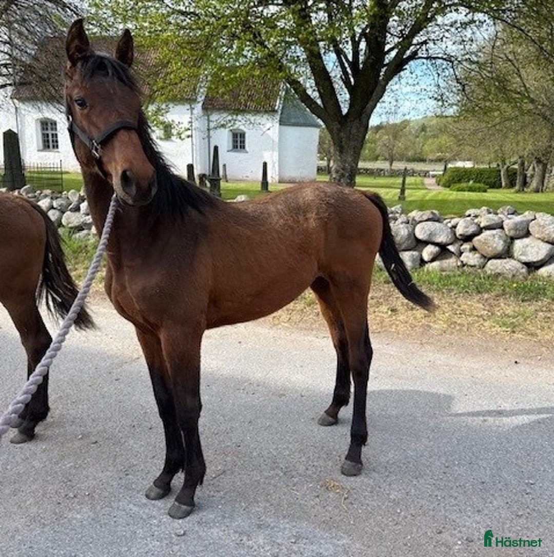 Hoppning hästar till salu: Säljes förmånligt tillsammans eller var för sig i Blentarp - Annons 3