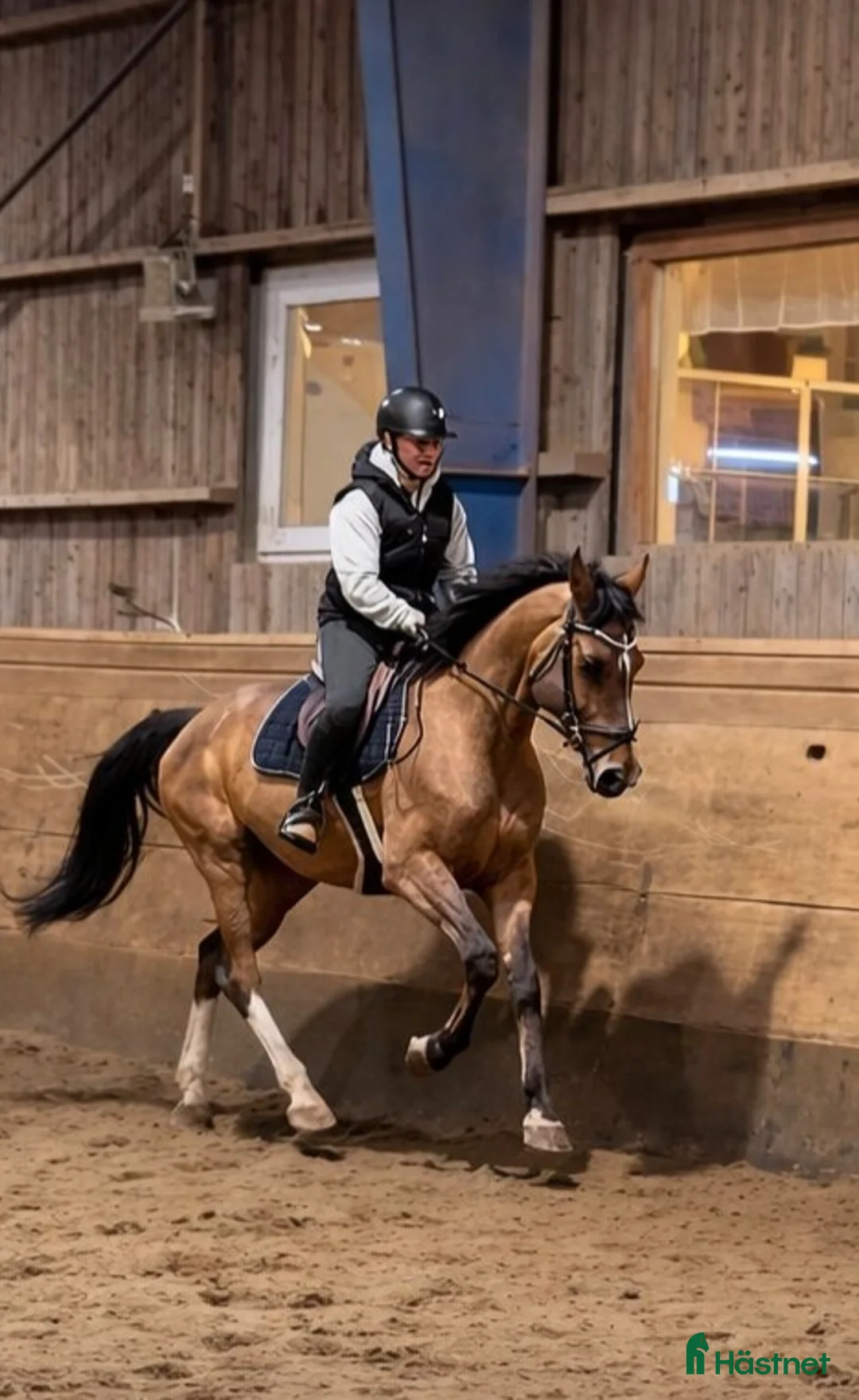Allround hästar till salu: Vincent har det lilla x-tra, och är snygg & snäll! i Västerlanda - Annons 2