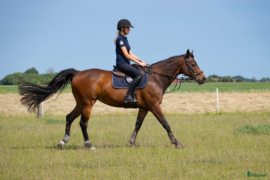 Hoppning hästar till salu: Positivt och vackert sto i Höllviken - Annons 3