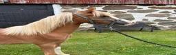 Allround hästar till salu: Welsh Mountain ponnys - Annons 4
