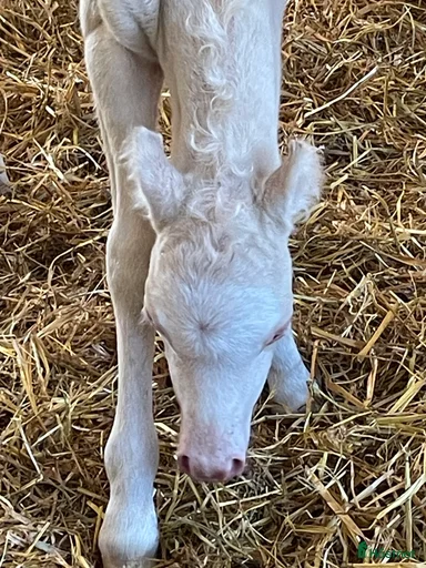 Galleribild {{count}}