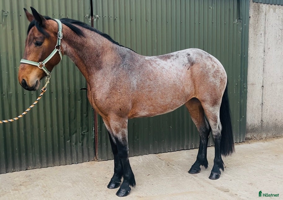  hästar Selection of Connemara ponies  - Annons 2