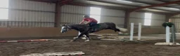 Allround hästar till salu: Irish Draught gelding 168cm - Annons 18