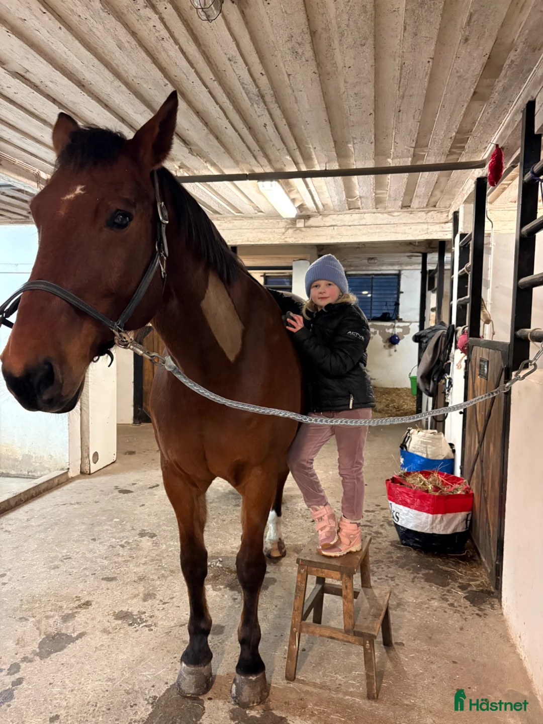 Sällskap hästar till salu: Stor sällskapshäst utlånas till livslångt hem i Lödöse - Annons 2