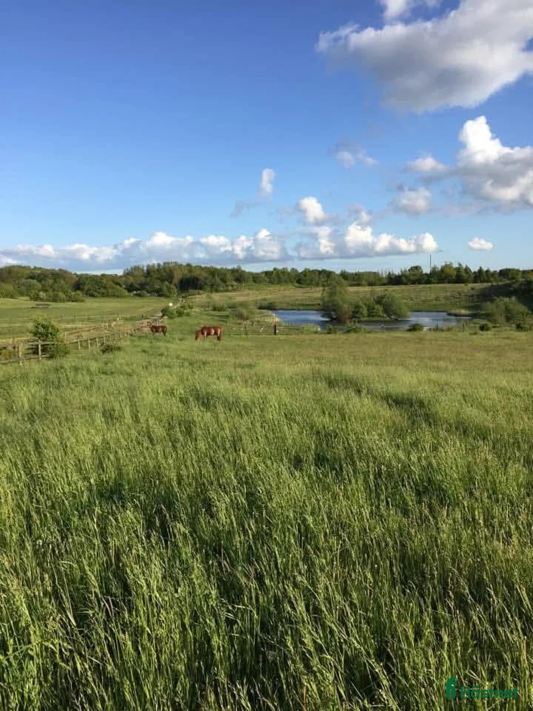  stallplats finnes: Ledig boxplats på Annehem i Lund - Annons 1