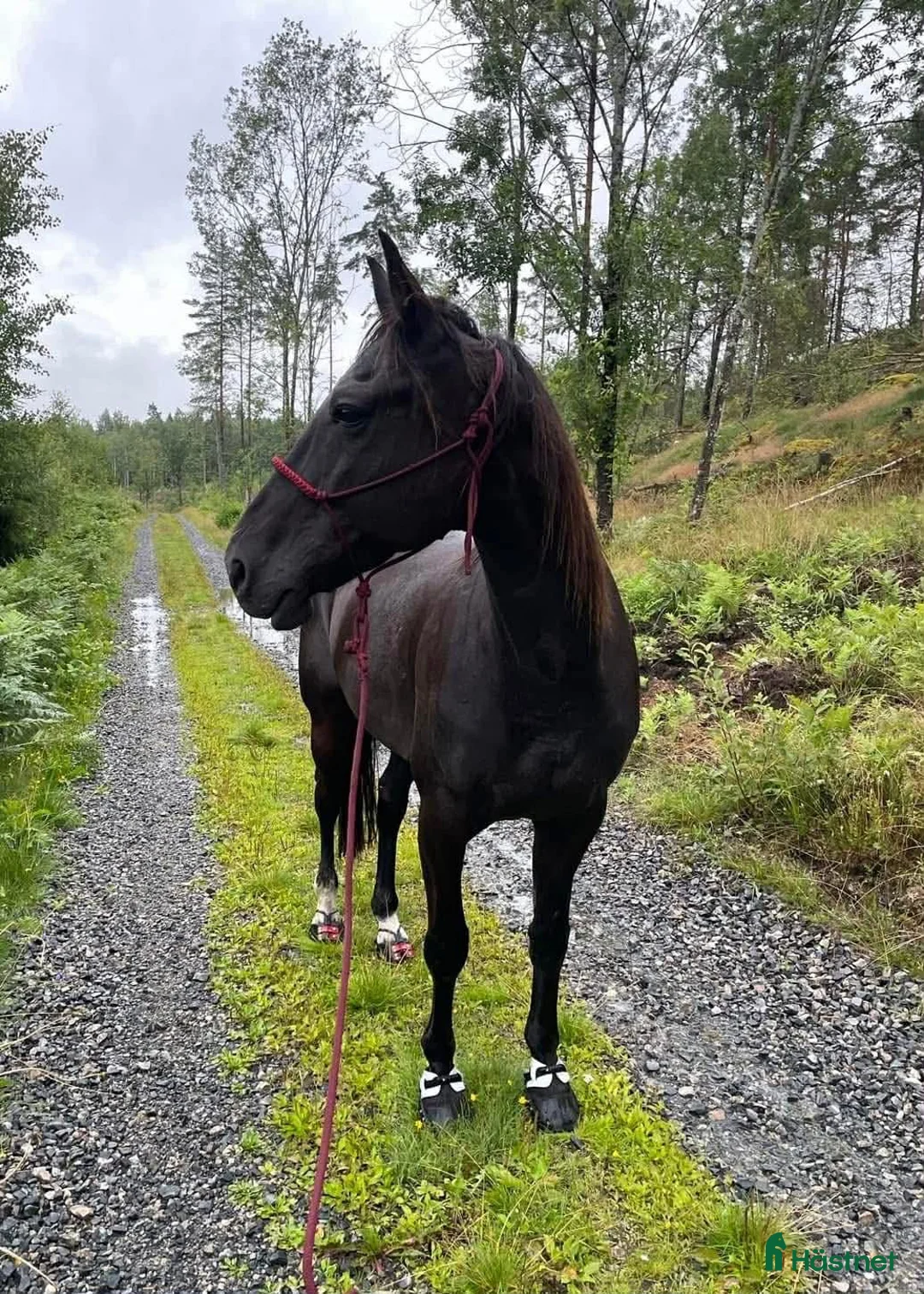  foderhäst finnes: Delfodervärd/fodervärd/medryttare sökes i Kolsva - Annons 3