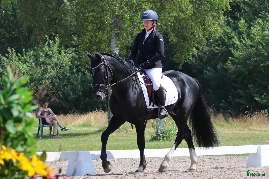 Allround hästar till salu: Fantastisk ponny för alla discipliner  - Annons 1