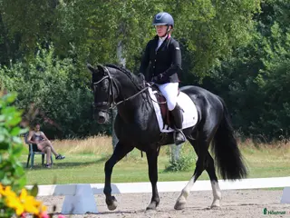 hästar Fantastisk ponny för alla discipliner - Annons 7