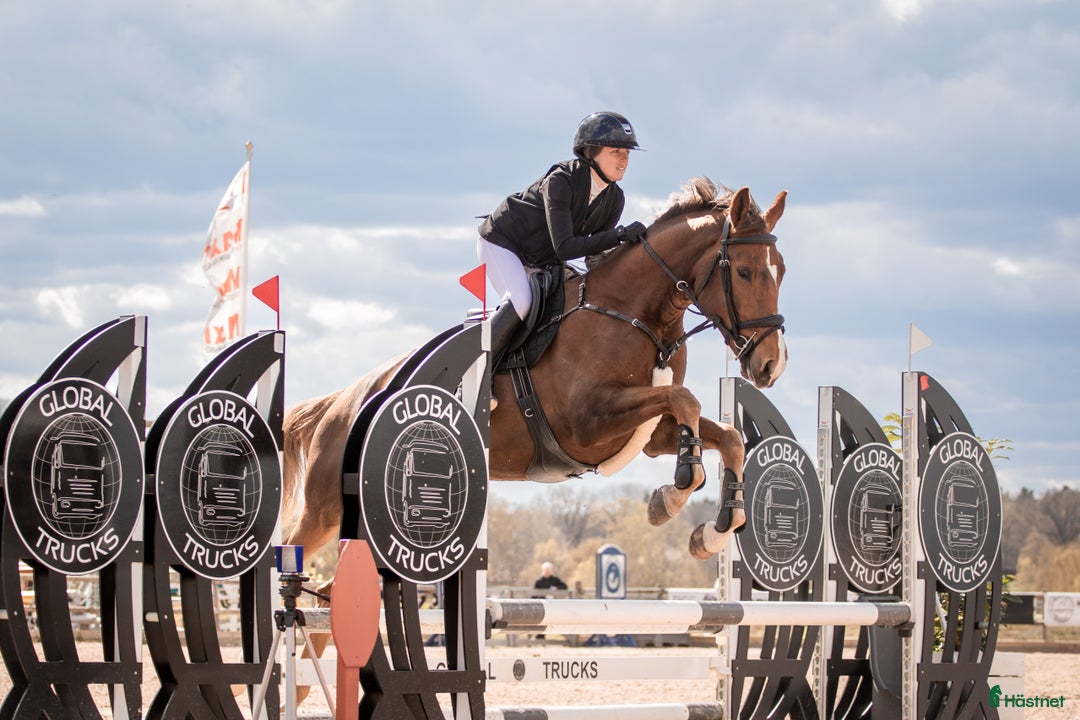 Hoppning hästar till salu: Vackert sto i Vikbolandet - Annons 5