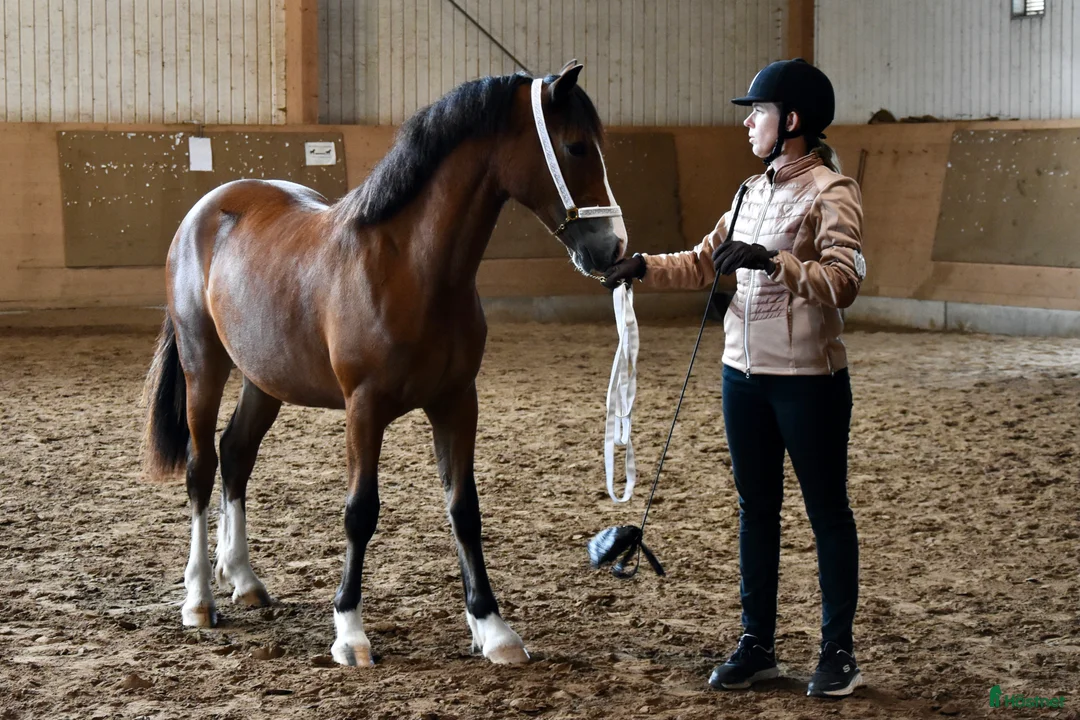 Allround hästar till salu: Femårigt welsh cob sto med framtiden för sig i Partille - Annons 5