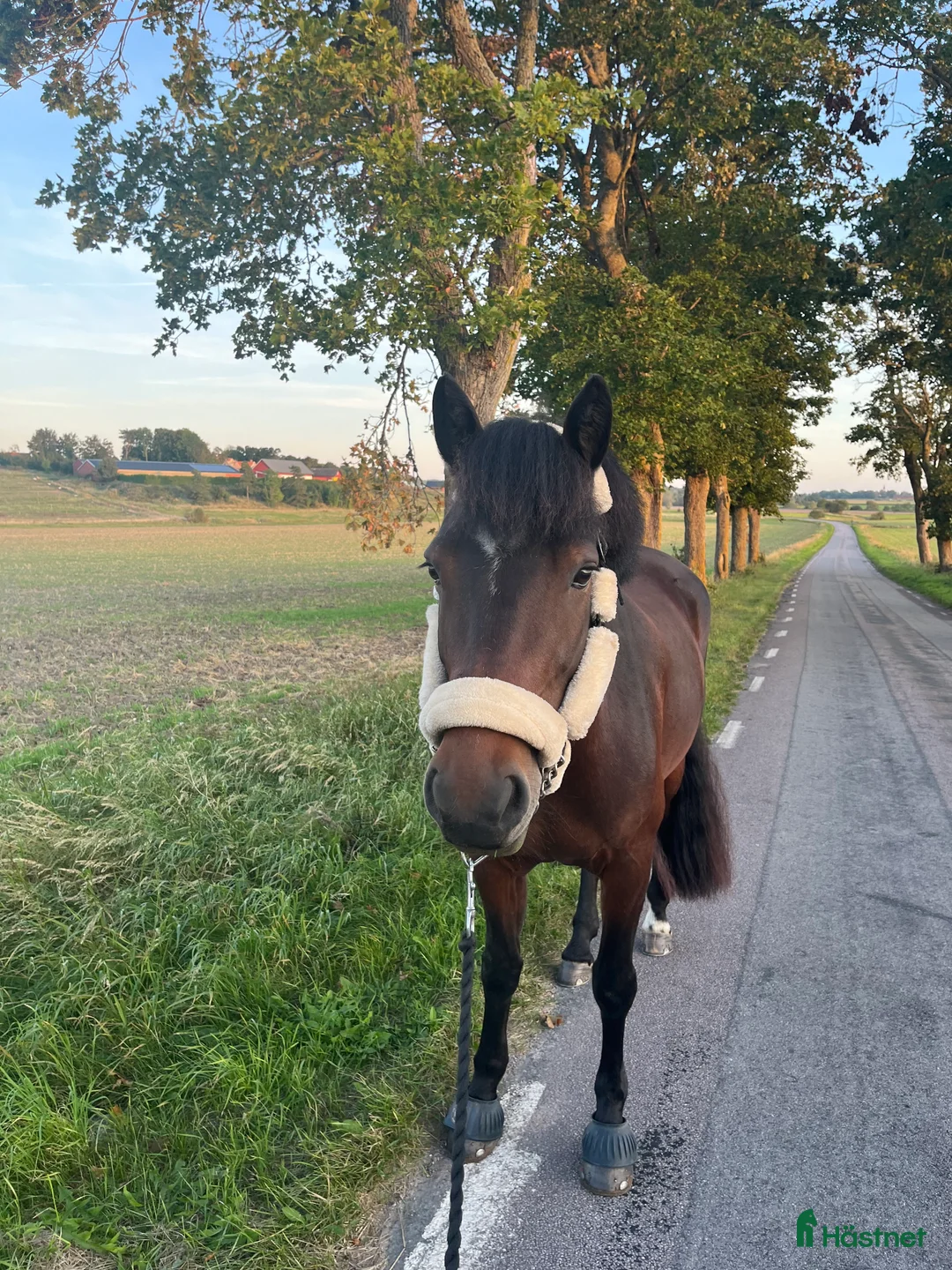 Sällskap hästar till salu: Fin d ponny för sällskap och enklare ridturer i Vreta Kloster - Annons 3