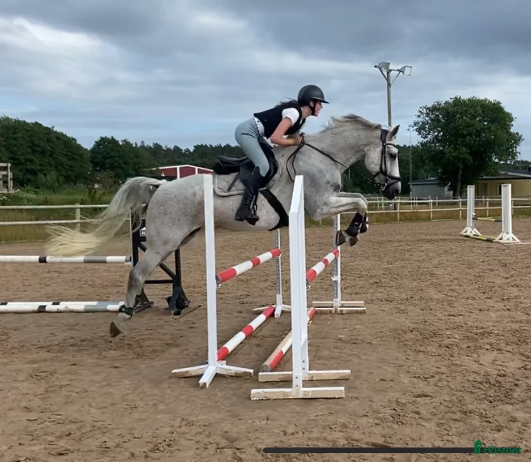 Allround hästar till salu: Sto med stort hjärta - rehab/avel  - Annons 3